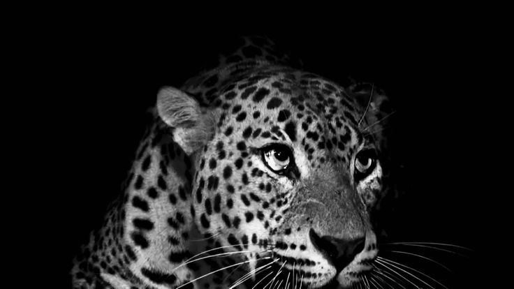 Black and white leopard portrait